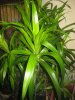 IMG_3914-Pohon-suji.jpg